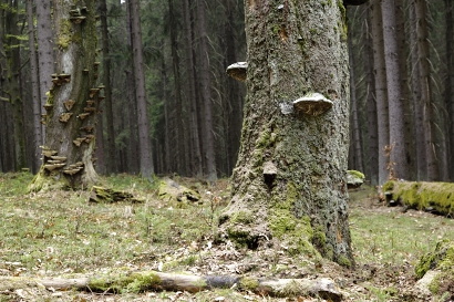 Vegetační charakteristika