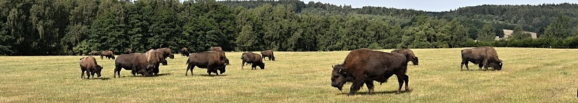 Šumava